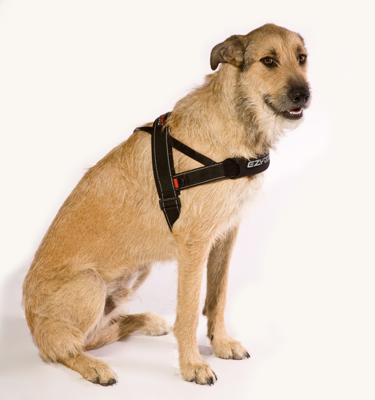 Ezydog Quick Fit Dog Harness XLarge (84107cm) Blue