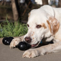 KONG Goodie Bone Extreme - Large