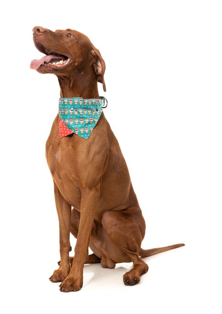 Disco Deers - Christmas Dog Lead By