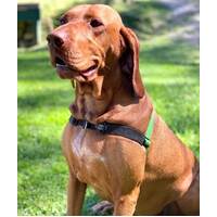 Black Dog Balance Harness - X-Large - Pink