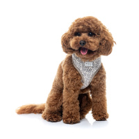 FuzzYard Dog Harness - Matera