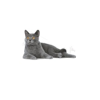 Royal Canin Feline Oral Care