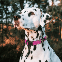 Rogz Utility Classic Dog Collar - Purple