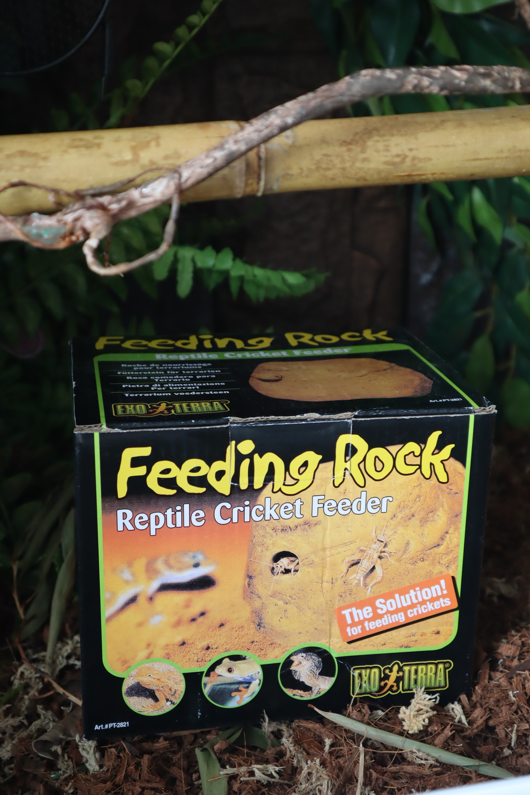 Exo Terra Reptile Cricket Feeding Rock for Lizard Frog Enclosures