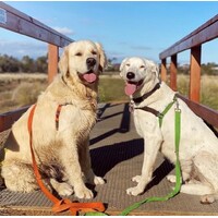 Black Dog Balance Harness - X-Large - Pink