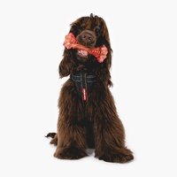 Ezydog EzyBone Chew Toy for Dogs