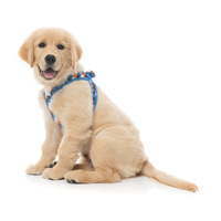 FuzzYard Dog Harness - Checkmate Marine