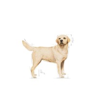 Royal Canin Labrador Adult