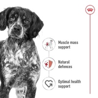 Royal Canin Medium Adult Dog Pouch