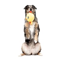 FuzzYard Dog Toy - Hen Diesel