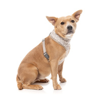 FuzzYard Dog Harness - Matera