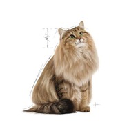 Royal Canin Feline Hairball Care in Gravy