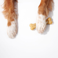 Sporn Marrow Bone - Peanut Butter Flavour - Medium