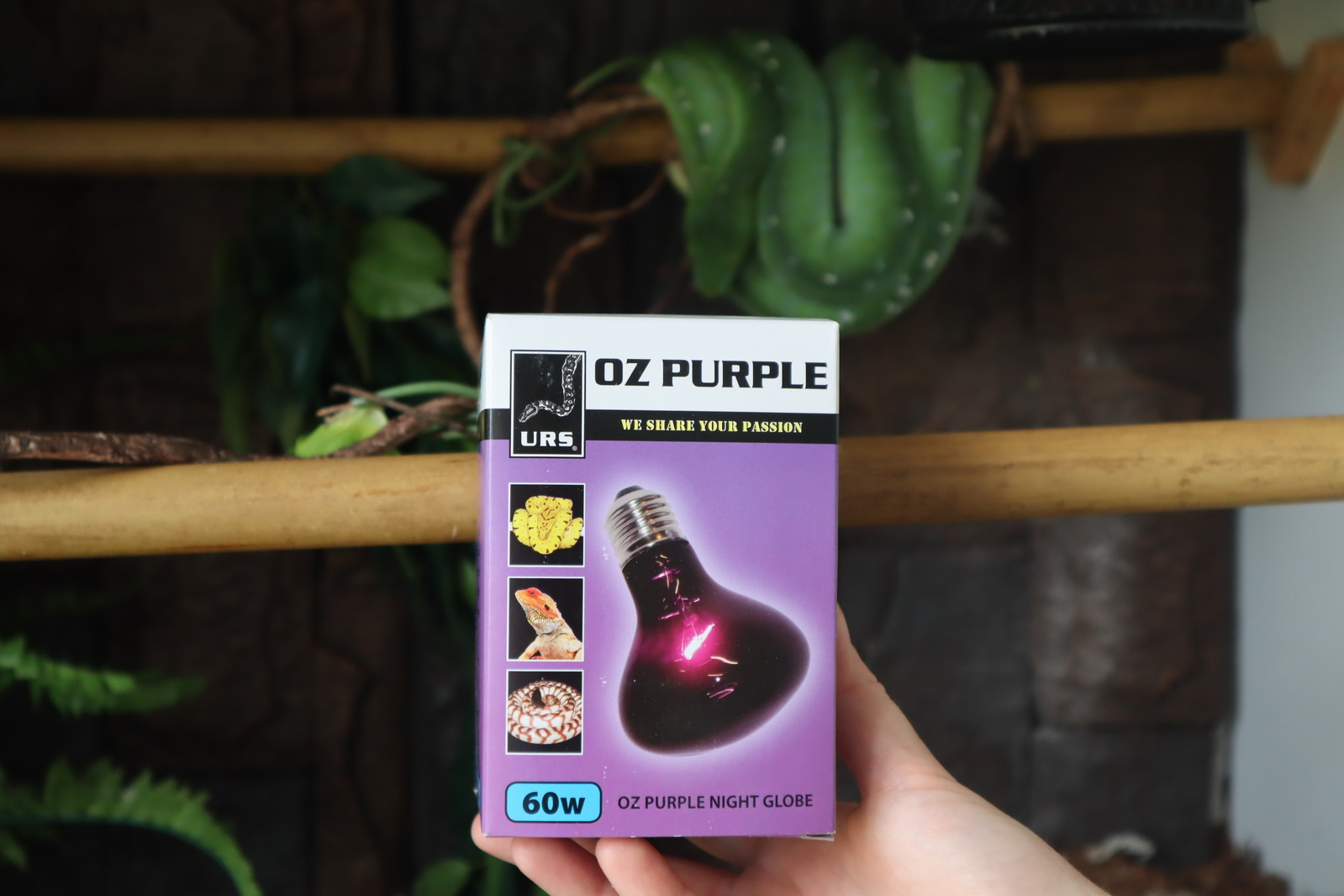 Purple night store light bulbs
