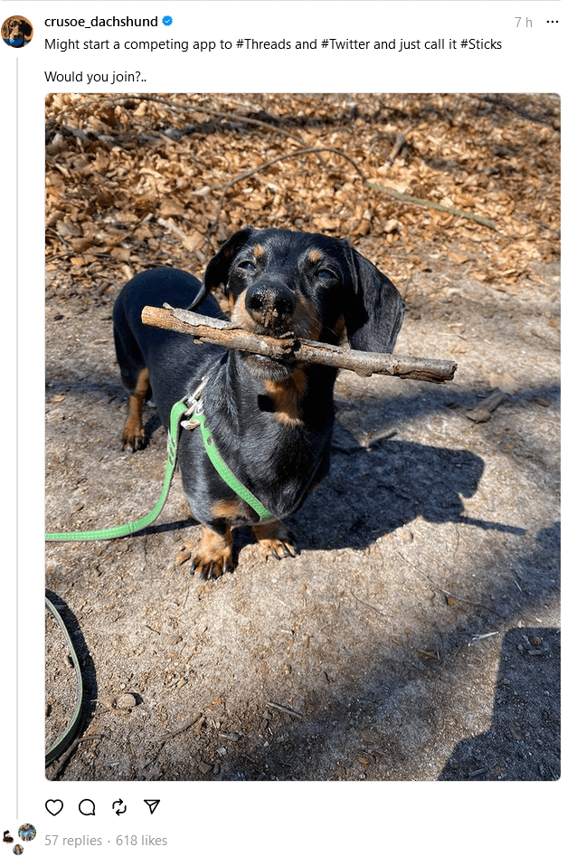 Crusoe the Dachshund (@crusoe_dachshund) on Instagram Threads