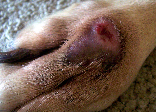 Hot Spot on Dogs Paw