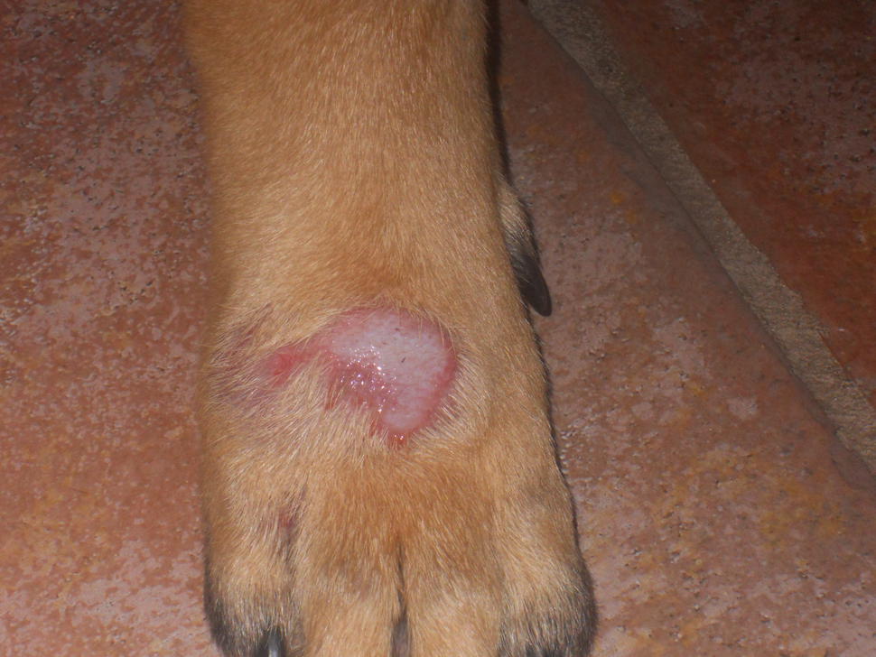 Hot Spot on Dogs Foot