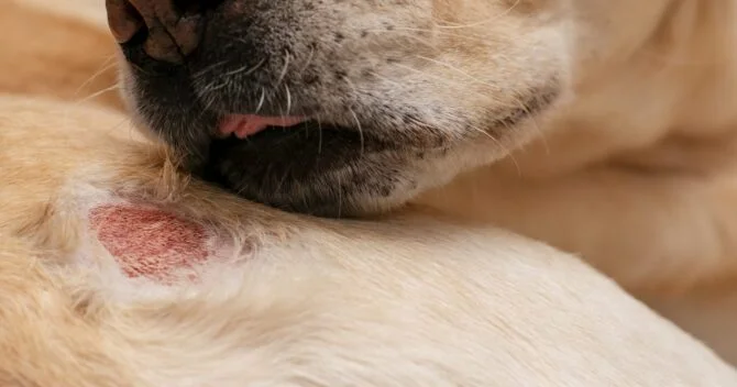 Hot Spot on Dogs Skin