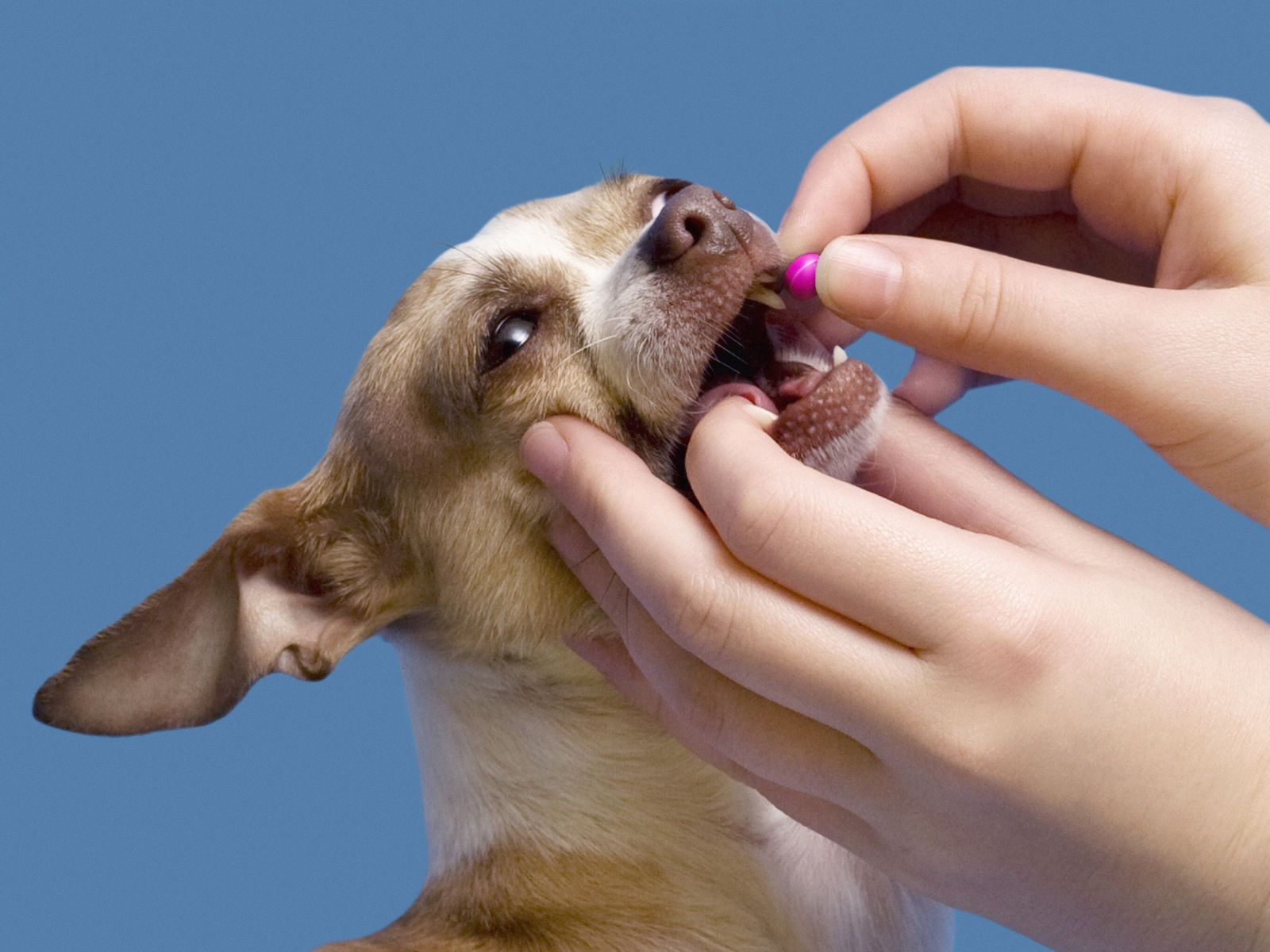 Dog Taking Flea & Worming Tablet