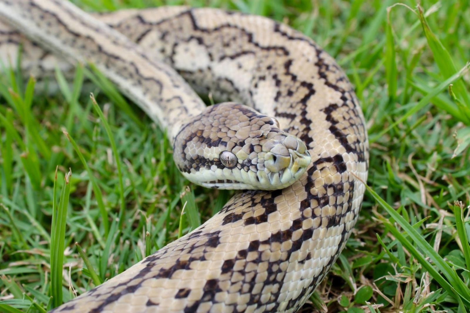 Watch: Australian man sitting on toilet spots big snake atop his shower 