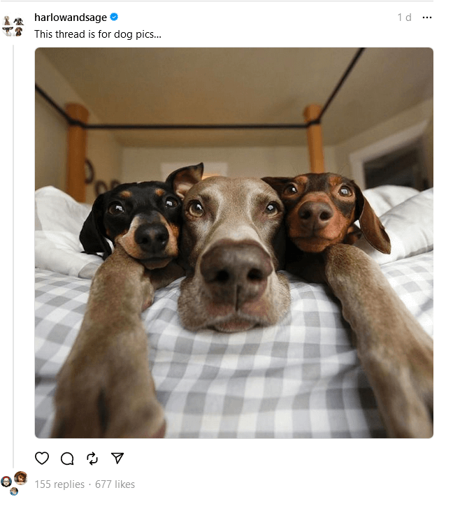 Harlow, Indiana and Reese (@harlowandsage) on Instagram Threads