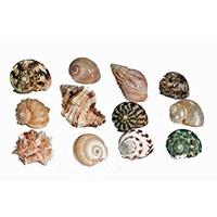 Hermit Crab Spare Shell - Regular - X-Large