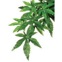 Exo Terra Hanging Rainforest Plant - Abutilon