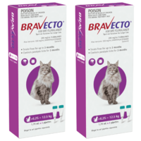 Bravecto Spot-On for Large Cats 6.25-12.5kg - Purple (12 Months)