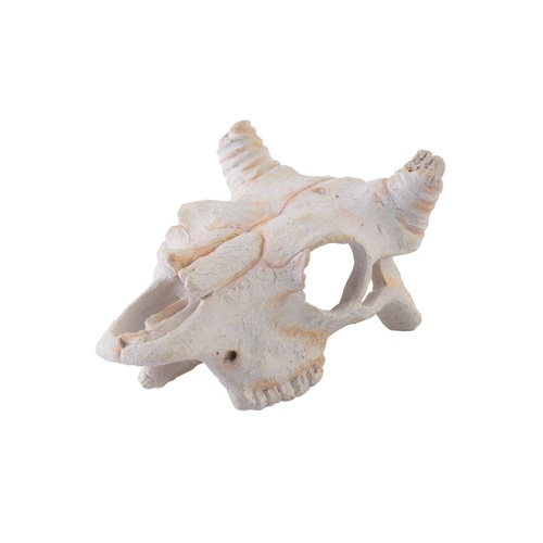 Exo Terra Buffalo Skull - Small
