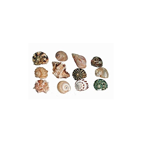 Hermit Crab Spare Shell - Regular - Small