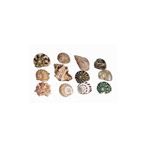 Hermit Crab Spare Shell - Regular - Medium