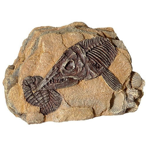 Reptile One Ichthyosaur Fossil Rock Ornament - 19.2x11.2x12cm