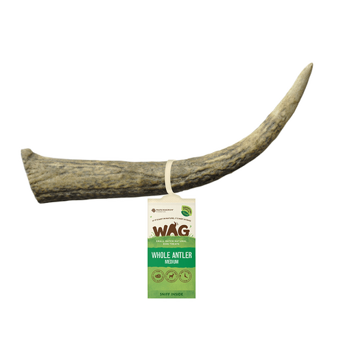 WAG Whole Deer Antler - Medium (90-130g)