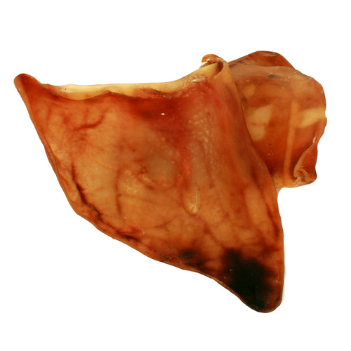 Australian Pigs Ear - 5 Pack